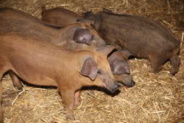 Photo of mangalica piglets at animal farm