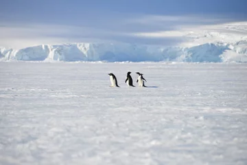 Poster Im Rahmen Antarktis-Pinguine Himmel © vormenmedia