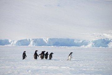 Antarctica colony pinguins