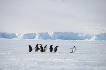 Fotobehang Antarctische pinguïndieren © vormenmedia
