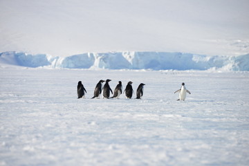 Pinguine aus der Antarktis