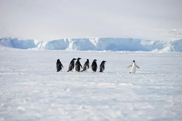 Foto op Plexiglas antarctische pinguïns © vormenmedia