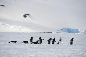 Antarctica group penguins © vormenmedia