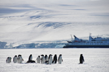 Antarctica pinguins and ship © vormenmedia
