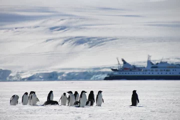 Fototapete Antarktis Antarctica pinguins and ship