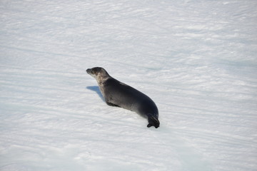 Antarctica seal