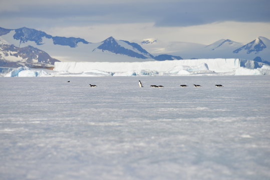 Antarctica pinguins and ice shelf