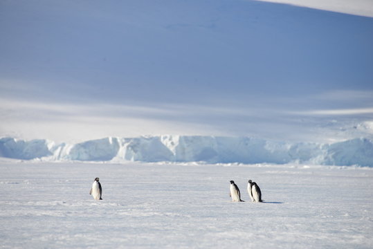 Antarctica pinguins walking on ice