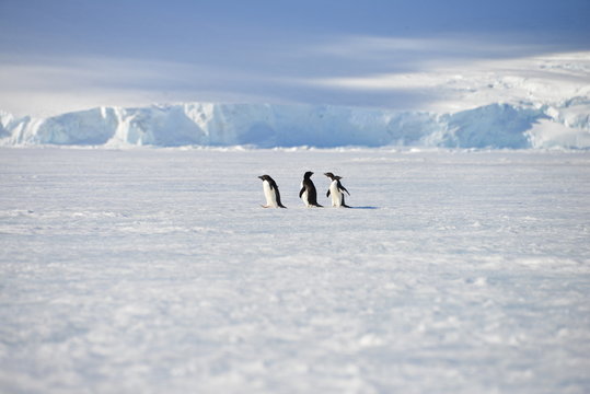 Antarctica pinguins sky