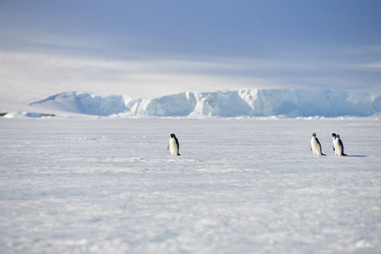 Antarctica 3 pinguins