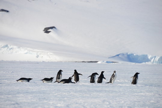 Antarctica group penguins