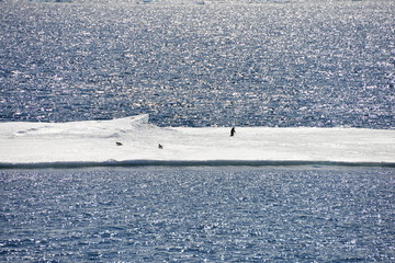 Naklejka premium View from the ship - Antarctica