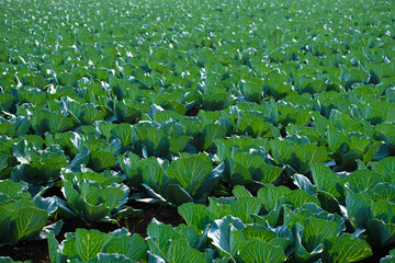 Fototapeta premium Growing cabbage farm field - Crop plots 