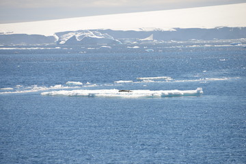 Obraz premium Antarctica cruise - scenery