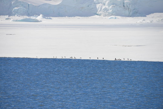 Antarctica cruise - penguin in the ice