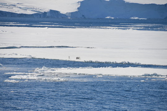 Antarctica cruise pinguin lonely