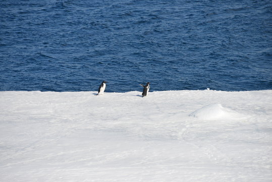 Penguins on the ice