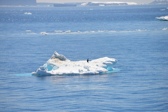 Antarctica cruise - floating ice