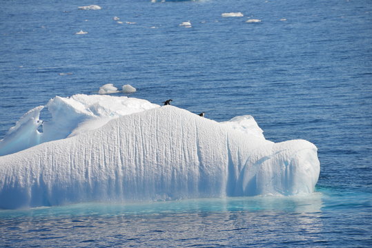Antarctica cruise