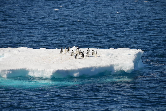 Close up penguin Antarctica