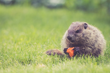 Adorable little Groundhog (Marmota Monax) holds a half-eaten carrot sitting in the green grass on a spring morning