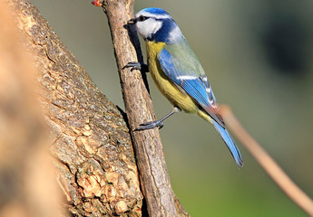 the bird searches for food