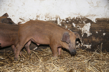 Little piglets inside at animal barn rural scene