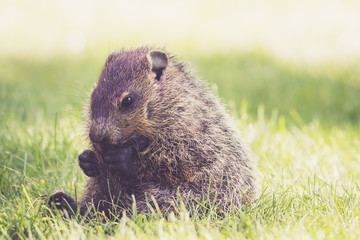 Cute young Groundhog (Marmota Monax) sitting in green grass holding tail between legs