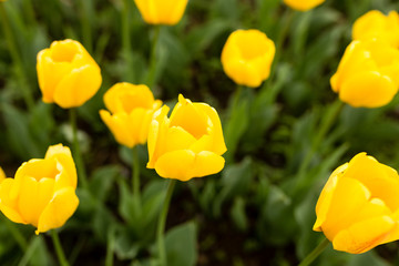 Beautiful yellow tulips in a park in the nature