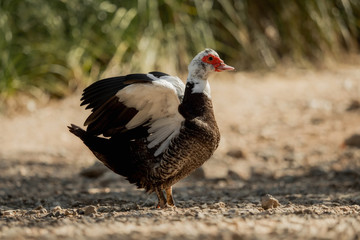 Muscovy duck - one from a series