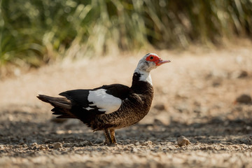 Muscovy duck - one from a series