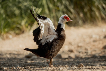 Muscovy duck - one from a series