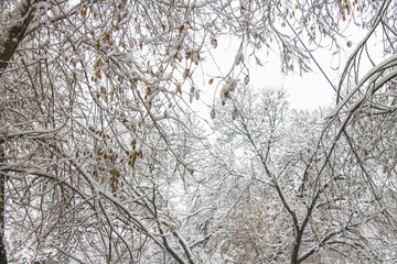 Fototapeta na wymiar First snow. Snow flakes in the air. White branches on the trees. Winter.