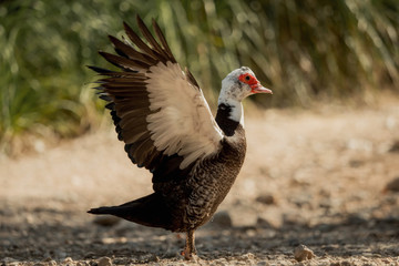 Muscovy duck - one from a series