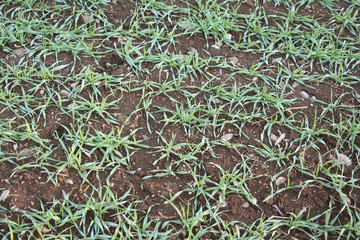 Young green wheat plants in the field in winter
