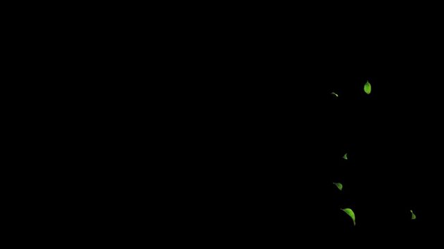 2 anims in clip of overlay green leaves: 1. Blowing by 2. Falling down. . . This short anim is perfect for games, apps, commercials, and marketing presentations. Transparency is embedded in video.