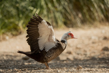 Muscovy duck - one from a series