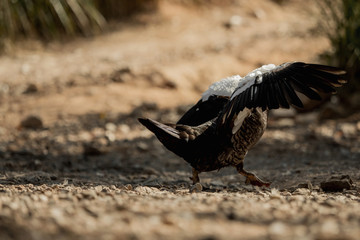 Muscovy duck - one from a series