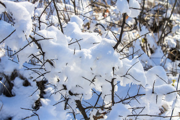 Twigs of tree covered of hoarfrost and snow on background of winter forest in snow.