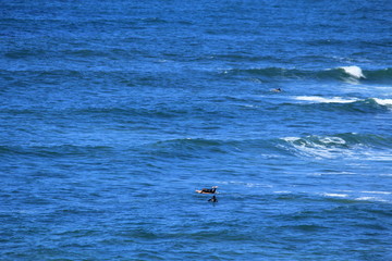 Obraz premium Australian ocean and surf