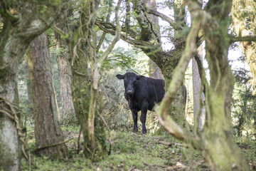 Black cow in a forest