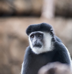 Cute little monkey from the zoo