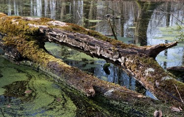 Forest lake outside the city of Aarhus