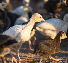 small turkey chickens graze on the farm