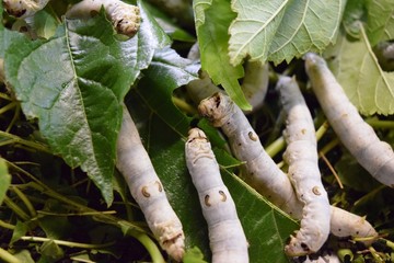 カイコ 桑の葉 生後４週目