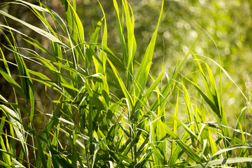 Green leaves of bulrush on nature as background