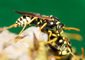 A wasp for hives in nature