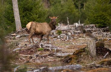 moose in the wilderness
