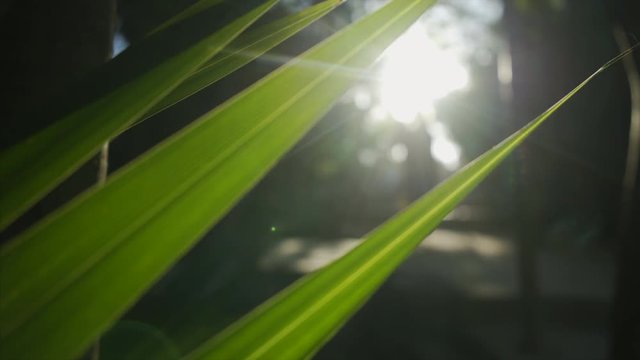 yucatan tropical coast, figure of young women in blured background walking in sun light,motion panoram view through big green leaf