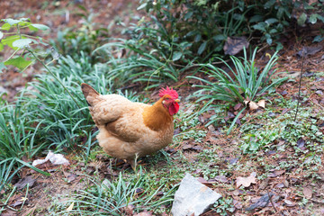 hen on ground